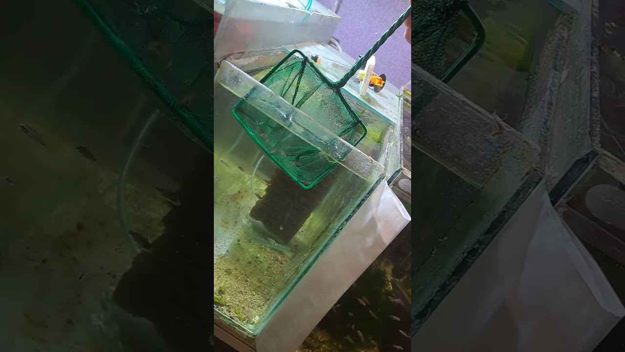 Какво се случва в момента по аквариумите