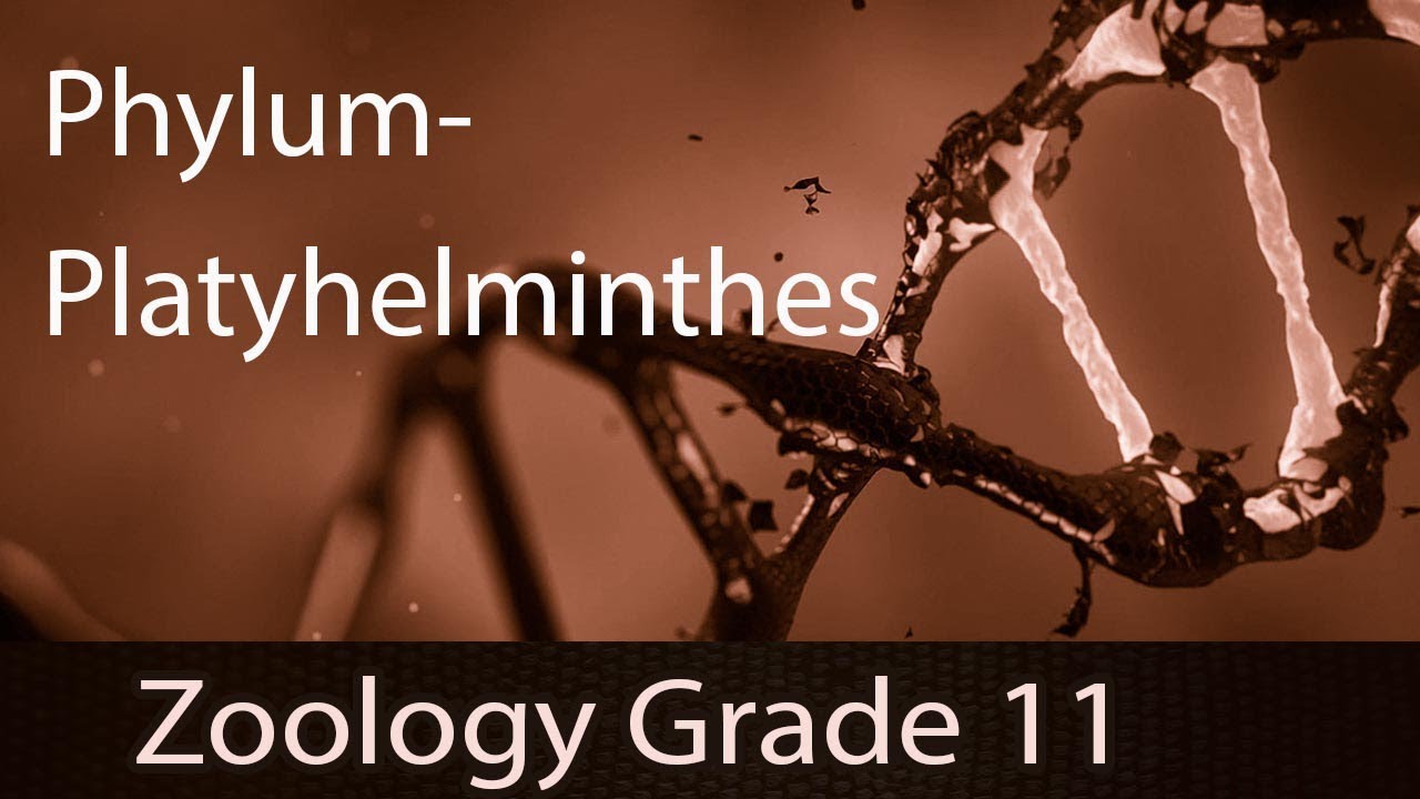 Animal Kingdom | Phylum - Platyhelminthes | Detailed Explanation | Representation | Part 5