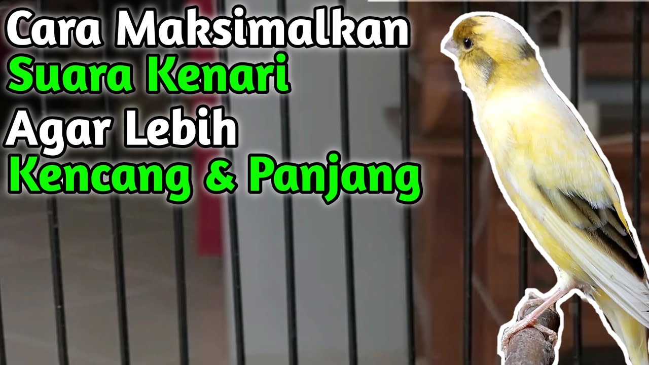 Cara Memaksimalkan Suara Kenari Agar Lebih Kencang & Panjang