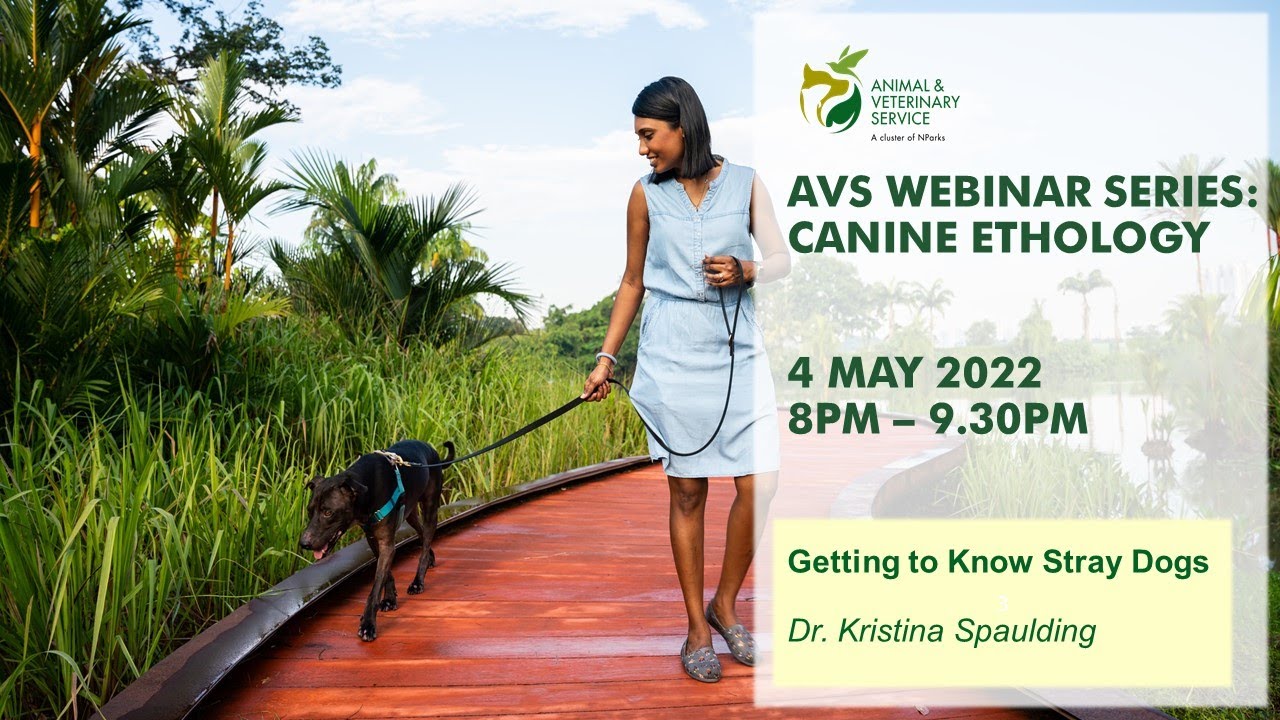 AVS Free Webinar Series | Canine Ethology: Getting to Know Stray Dogs