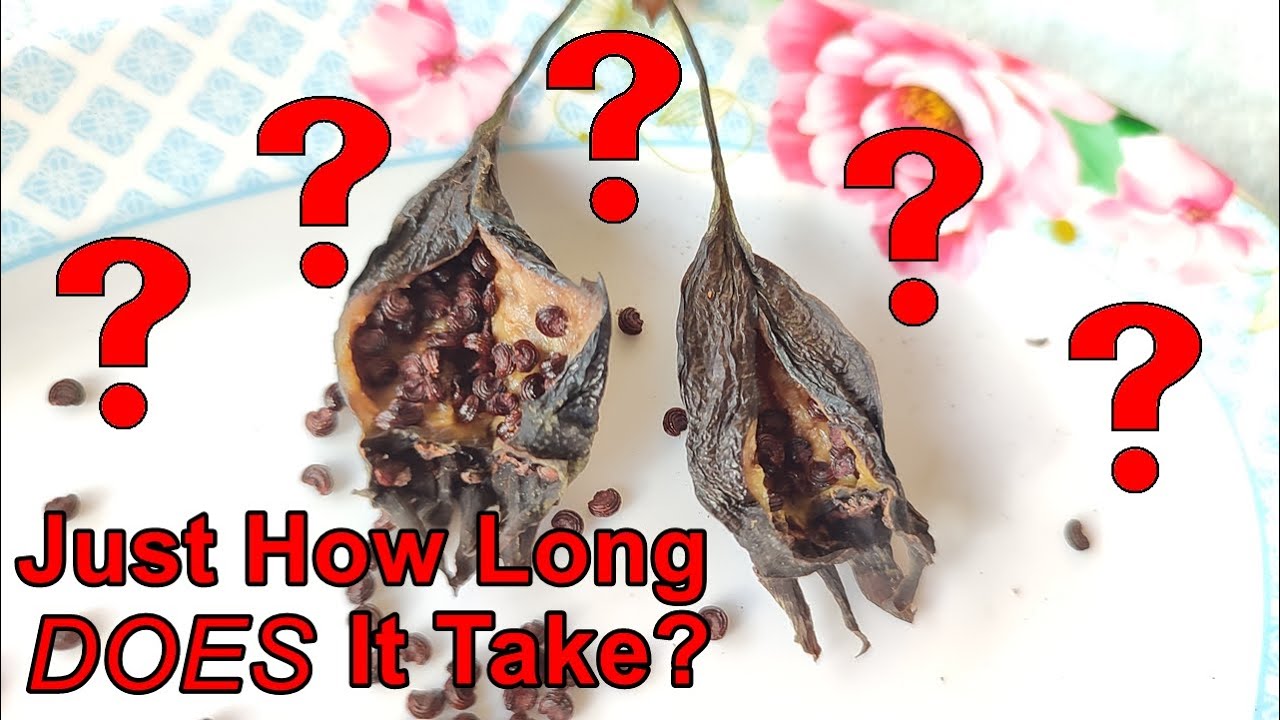 How Long Does it Take for Bat Flower Plant Seeds to Grow and Mature?