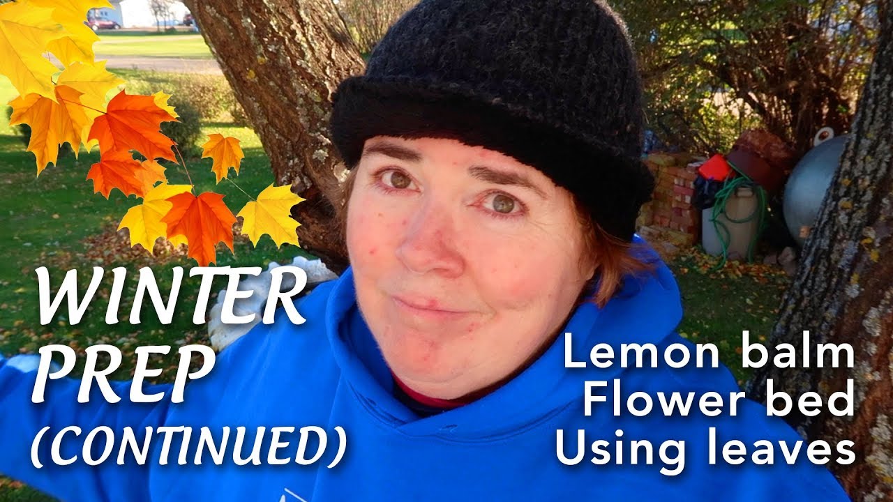 Winter Prep for Lemon Balm, Flowers & Using Leaves