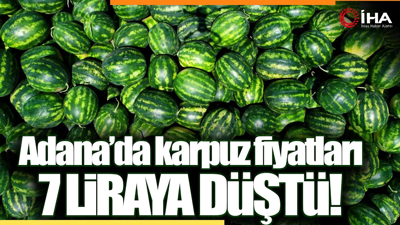 Tescilli Adana Karpuzunda Hasat Sürüyor, Fiyatlar Geriledi
