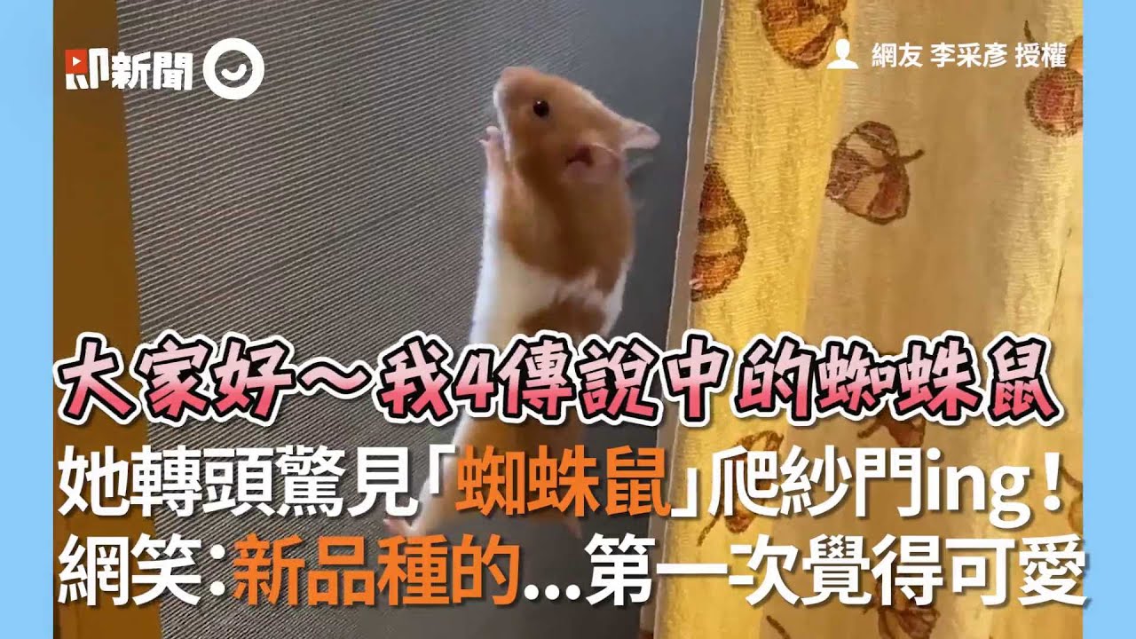 黃金鼠出籠放風 媽一轉頭看到新品種「蜘蛛鼠」爬上紗門！｜寵物｜黃金鼠｜拉牙