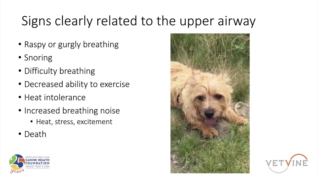 Norwich Terrier Upper Airway Syndrome - Clinical Signs and Findings