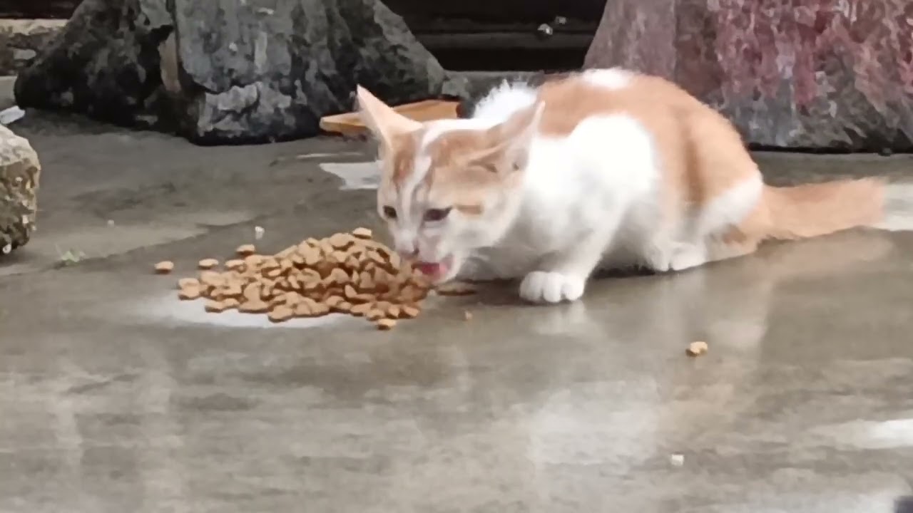 cute kitten - WOW delicious,crispy and filling #viral #sub #fypシ #share #cat #kitten #kucing #cats 