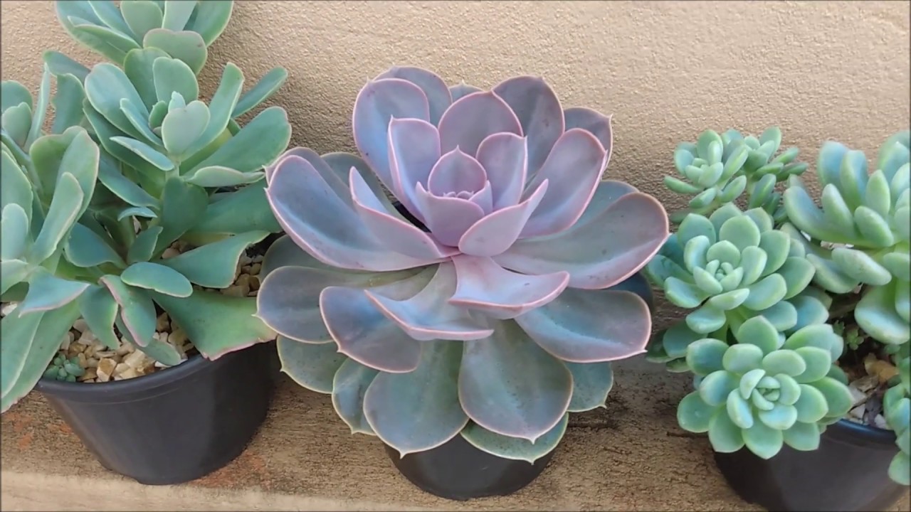 ECHEVERIA 'PERLE VON NURNBERG' - DICAS DE CULTIVO E CURIOSIDADES