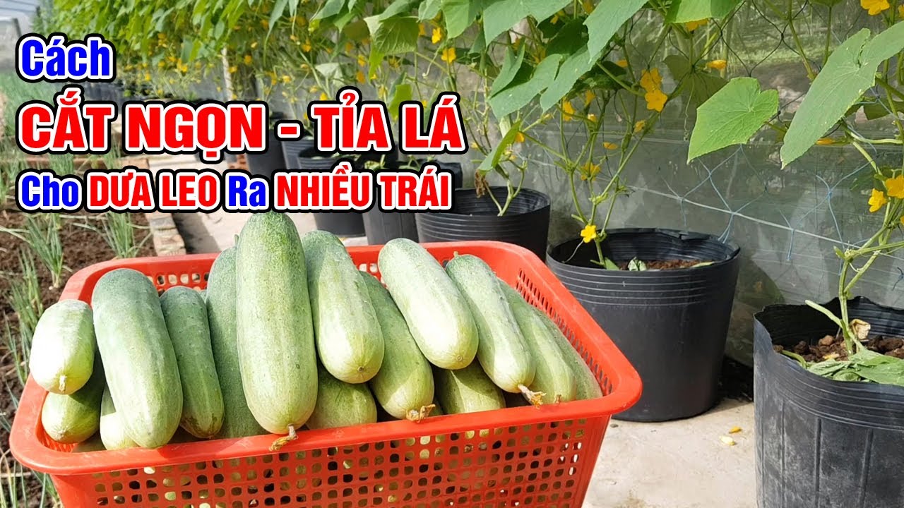 Cách cắt ngọn tỉa lá cho dưa leo ra nhiều trái