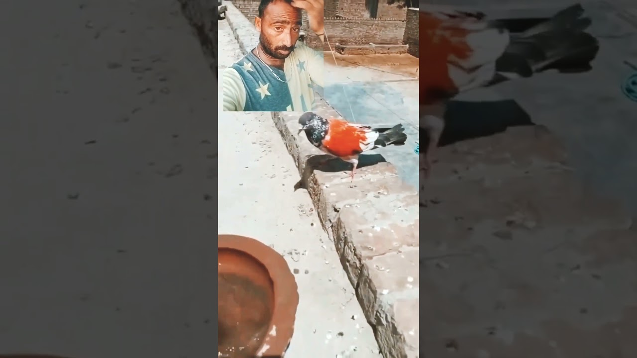 Pani Se Teddy Kabootar Pakda 👍#kabootar #kabutar #pigeon #youtubeshorts  #ytshorts #shots #pets