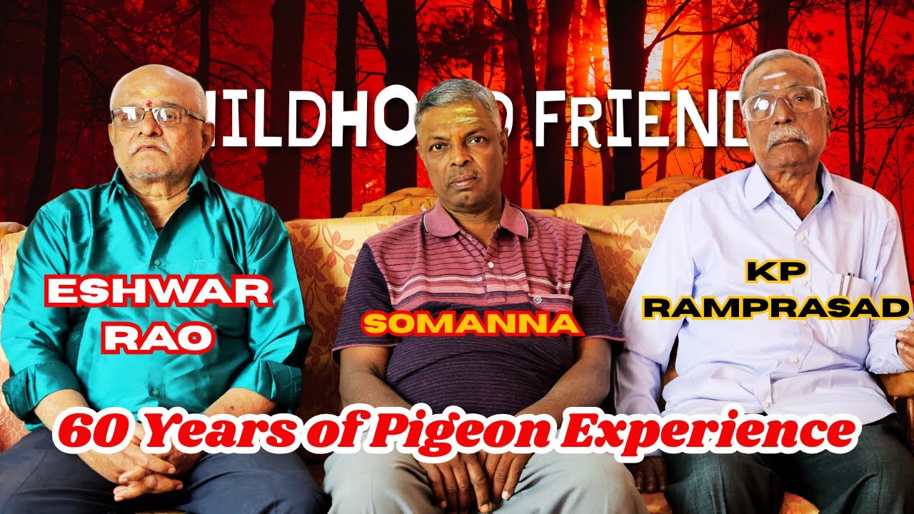 60 ವರ್ಷಗಳ ಪಾರಿವಾಳ ಅನುಭವ KP Ramprasad, Ishwar Rao & Somanna |Childhood Friends #pigeonpulse #birds