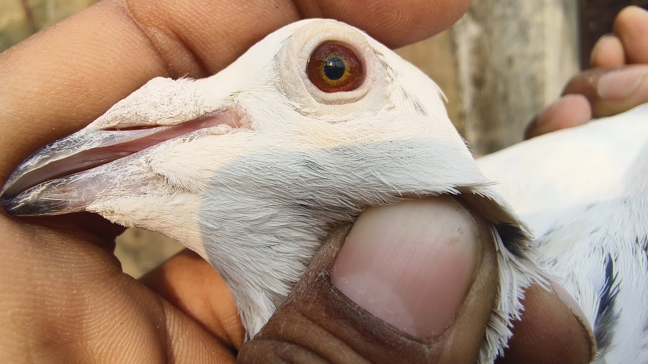 SANDEEP BHAI RAMPURA WALON KE MADRASI KABUTAR #pigeon #DR PIGEON CARE 