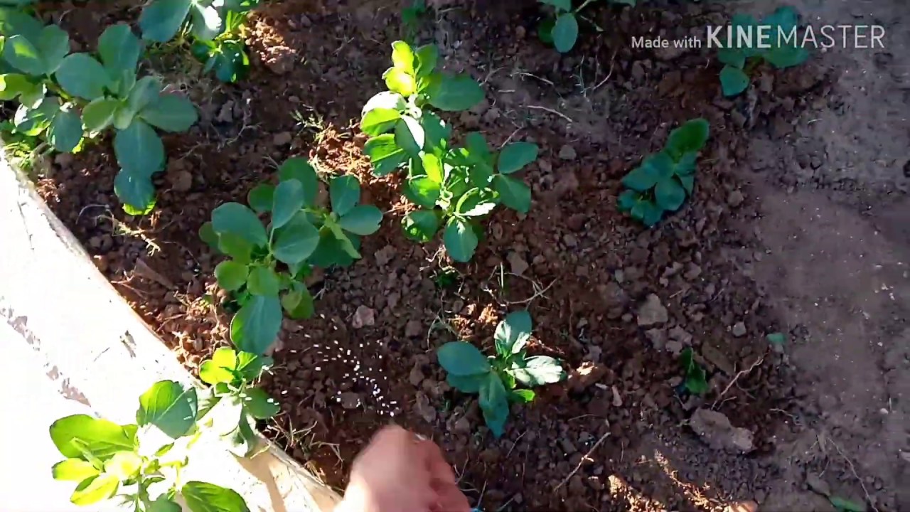 تسميد الفول بعد شهر من الزراعة خطوة خطوة  |اول دفعة بسماد الازوت|