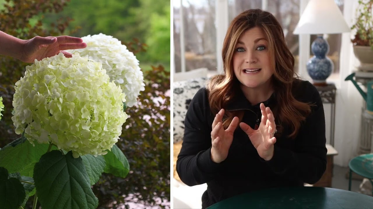 Proven Winners' Incrediball Hydrangea 🌿 'Garden Answer' Laura 🌿 Reston Farm Garden Market