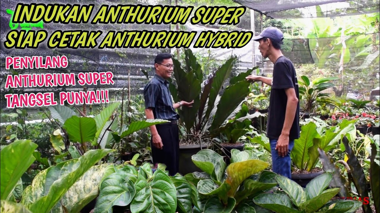 REVIEW INDUKAN ANTHURIUM LANGKA YANG SIAP MENCETAK HYBRID BERKELAS
