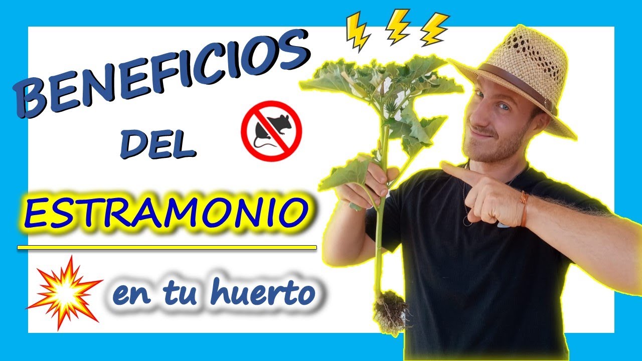 🌟QUÉ ES el ESTRAMONIO🌿 y PARA QUÉ sirve💥 DICCIONARIO DEL HUERTO 📕