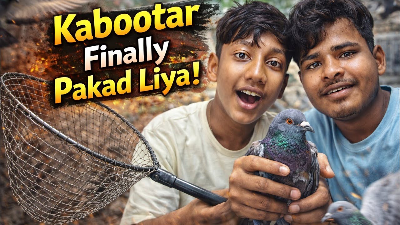 Amazing Pigeon Vlog 🕊️ | Mere Kabutar ka Daily Life | Cute Pigeon Video | Kabutar Vlog