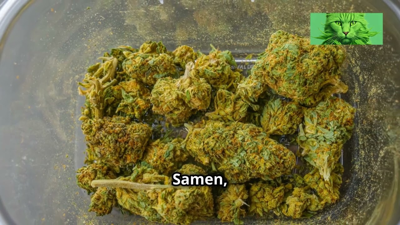 Alles &uuml;ber Cannabissamen: Welche Sorte passt zu dir?