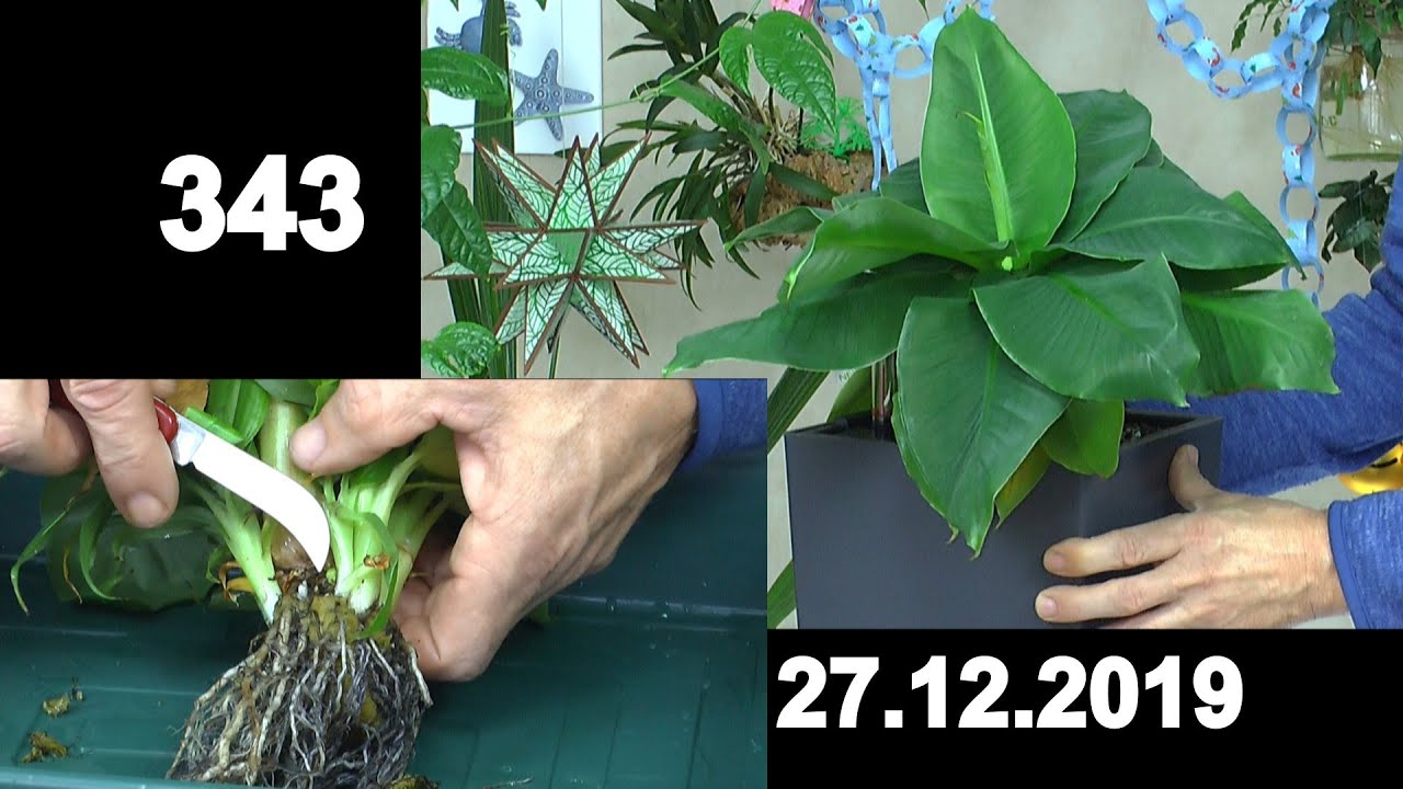 Bananen im Haus Spezial Winterprobleme und Vermehrung durch Kindel der Bananenstaude