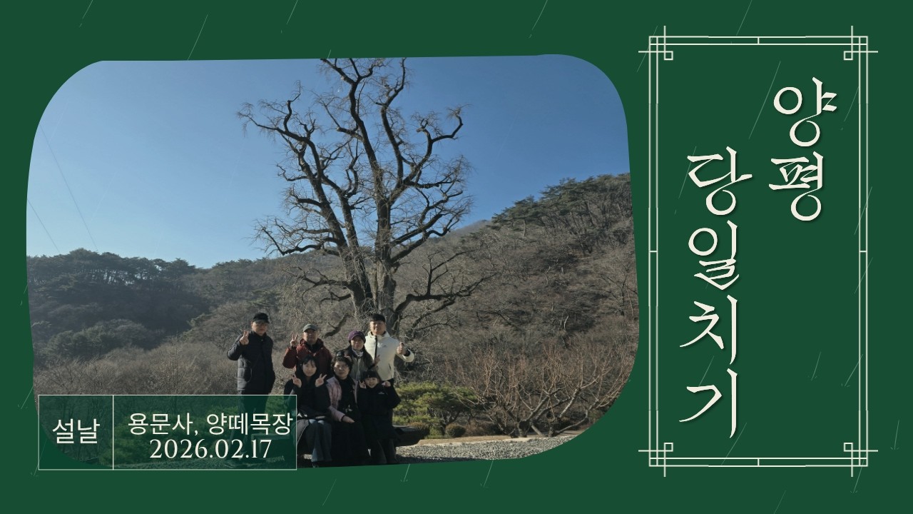 설날 아침에 떠난 양평 당일치기 (용문사, 양떼목장) 2026.02.17  #설날 #설연휴 #양평가볼만한곳