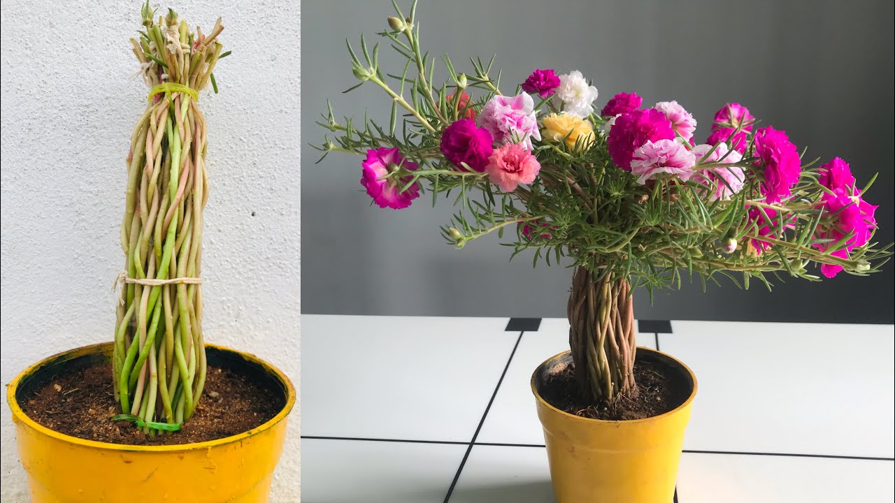 Moss rose Gardening Idea #4 - Tree Shape in flower pot | Smart ideas to grow Portulaca grandiflora