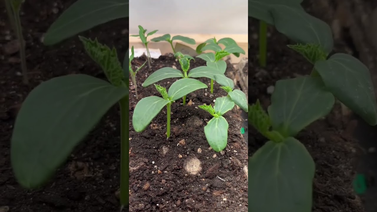 Old seed vs new seed experiment summary. 