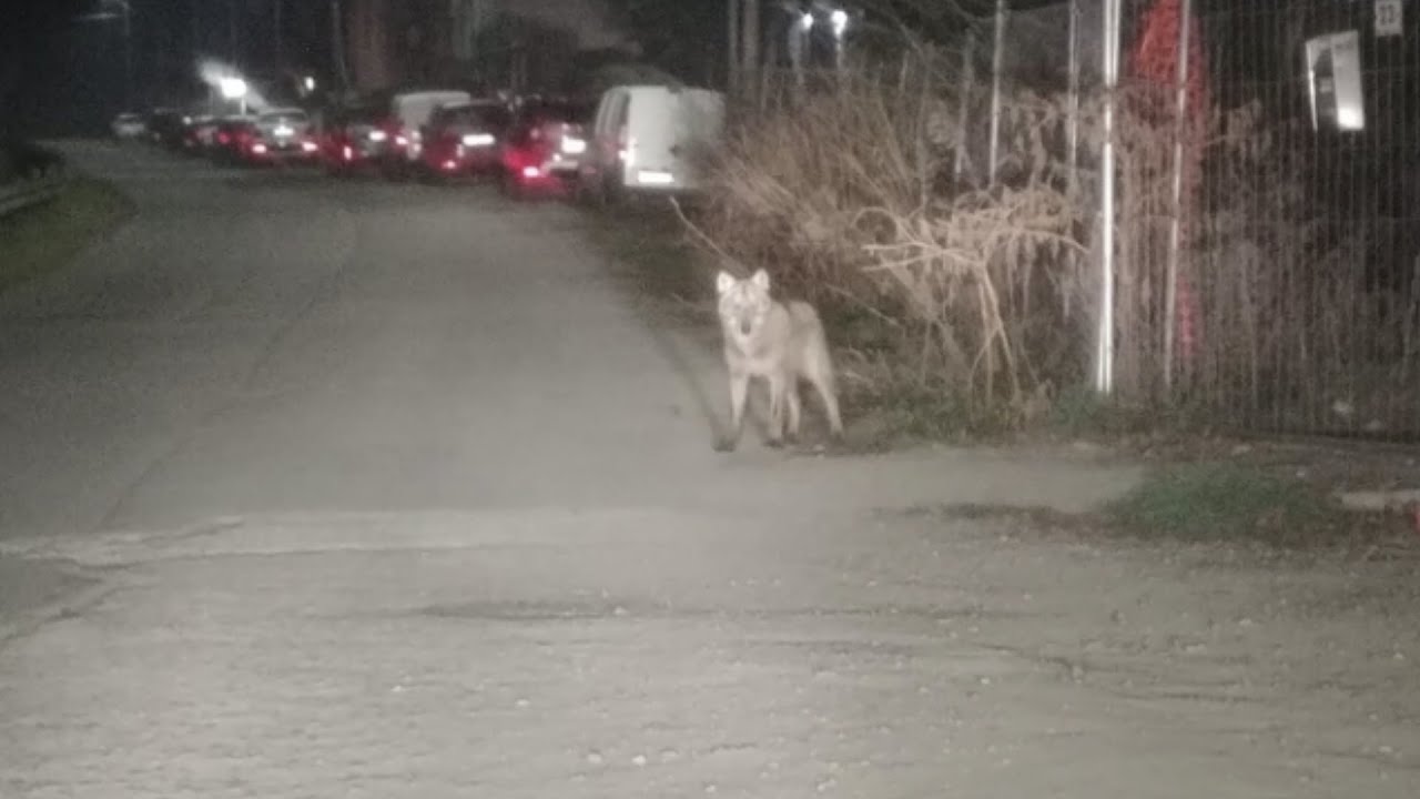 Un lupo tra le case a Pavia: preoccupazione in Borgo Ticino tra i residenti di via Gravellone