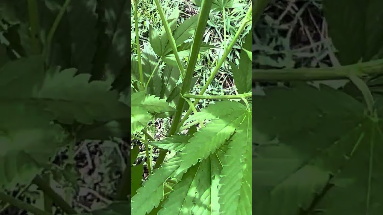 First time growing marijuana outdoor #marijuana #outdoormarijuana #Marylandmarijuanagrowers