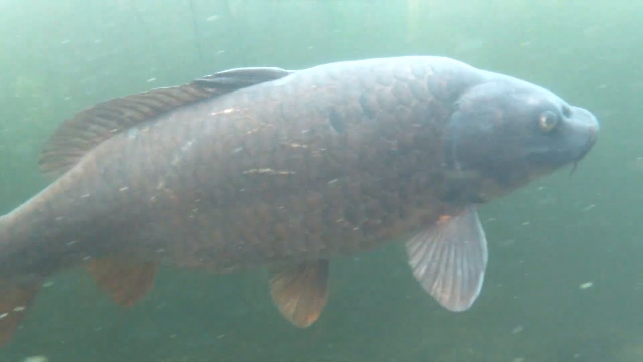 Carp filmed underwater with gopro - Karp undervattensvideo
