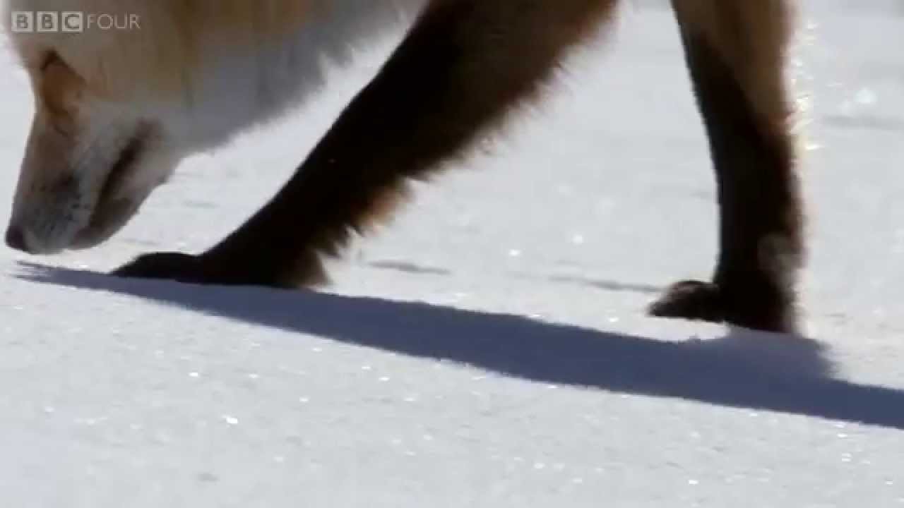 How foxes use magnetic fields to catch prey - The Wonder of Animals: Episode 5 Preview - BBC