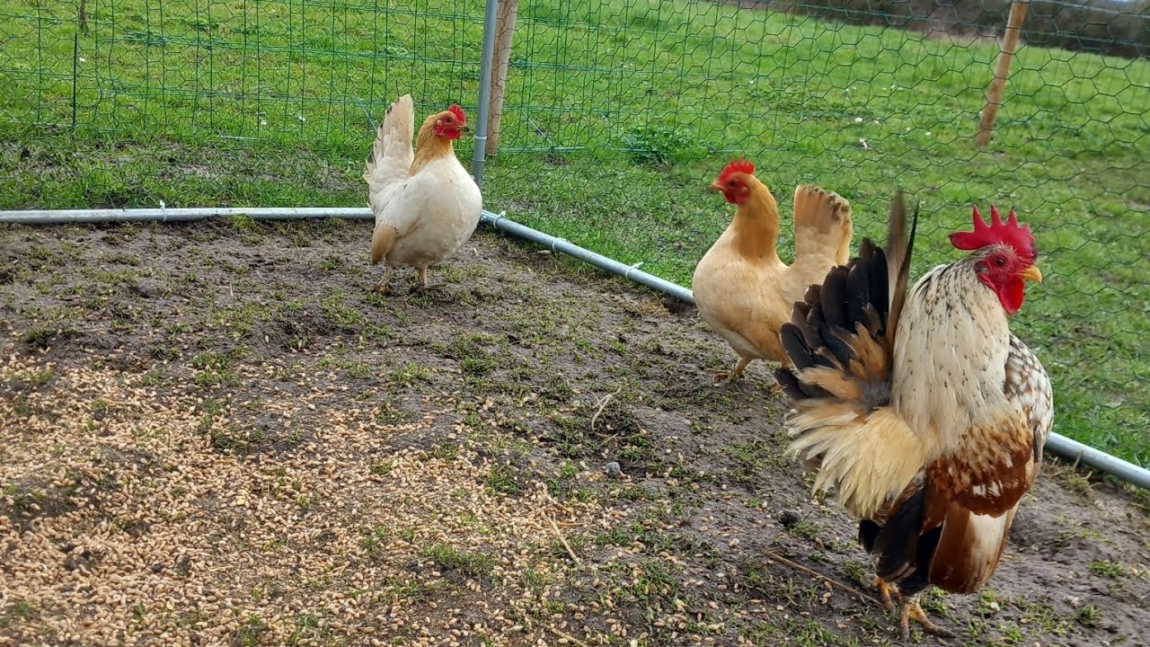 Reproduction#2 et nouvelle voliere !!!🦆 