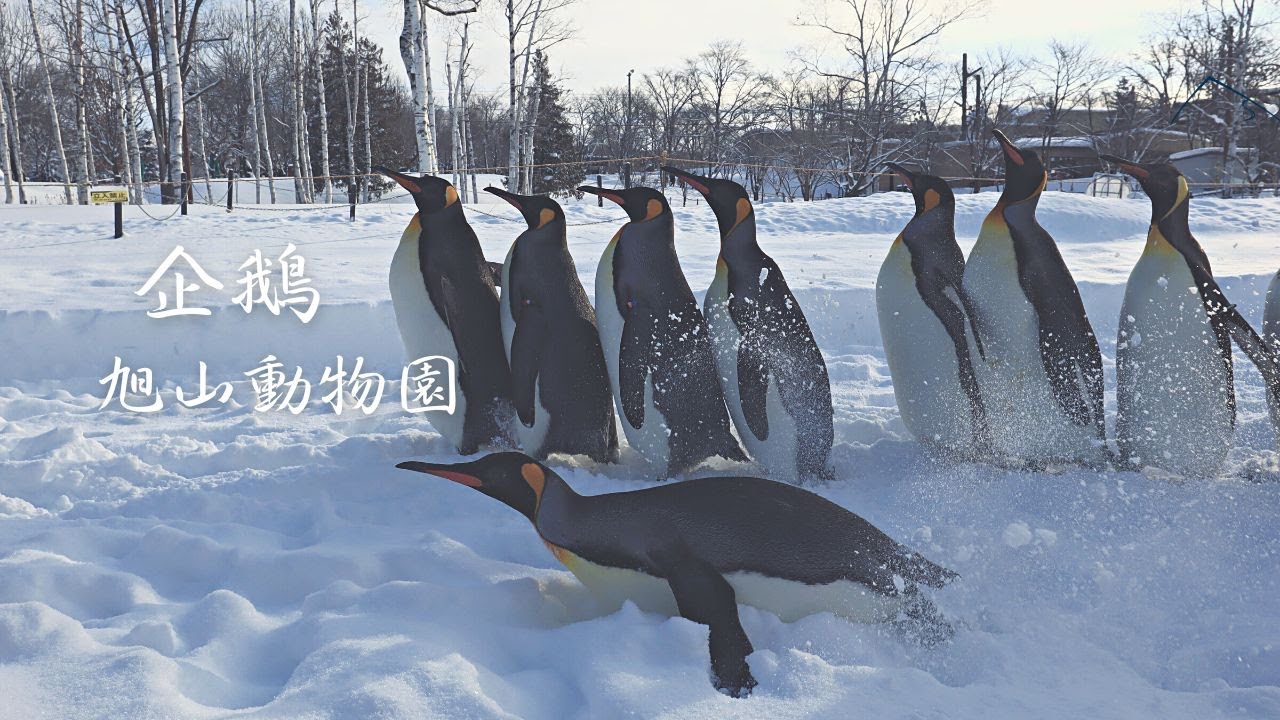 冬之旭川，是屬於企鵝們的主場 | 4K | 旭川市 | Walker