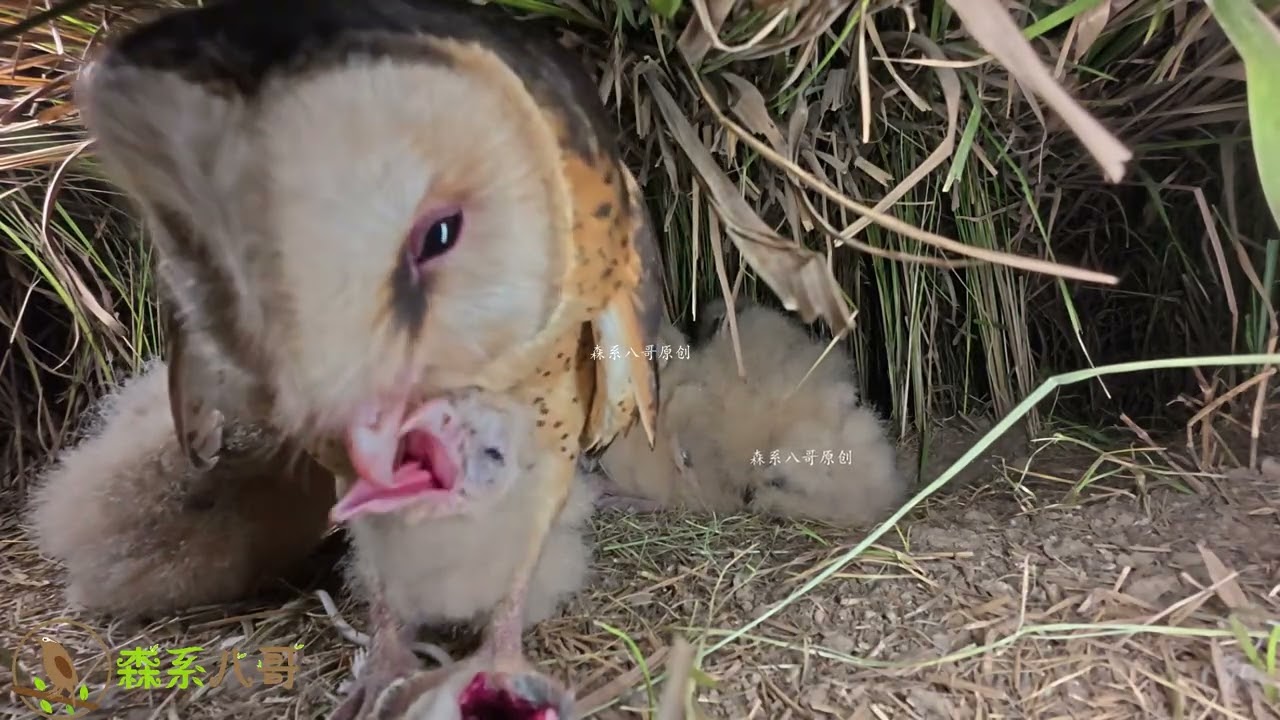Owls are too kind to the smallest chick, specifically feeding food猫头鹰对最小的幼崽太好了，专门给最小的孩子喂食物