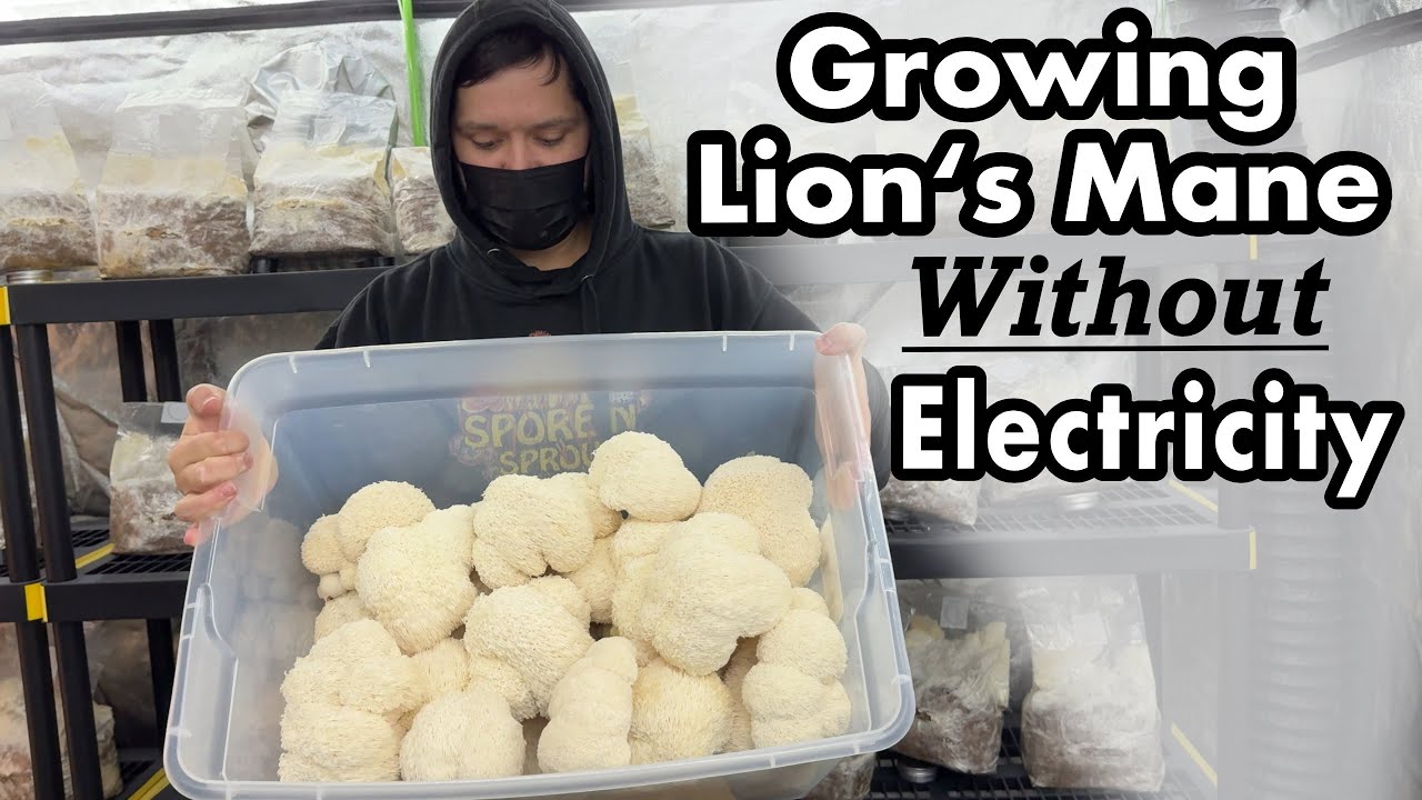 Growing Lions Mane Mushrooms in Complete Darkness Without Environmental Controls