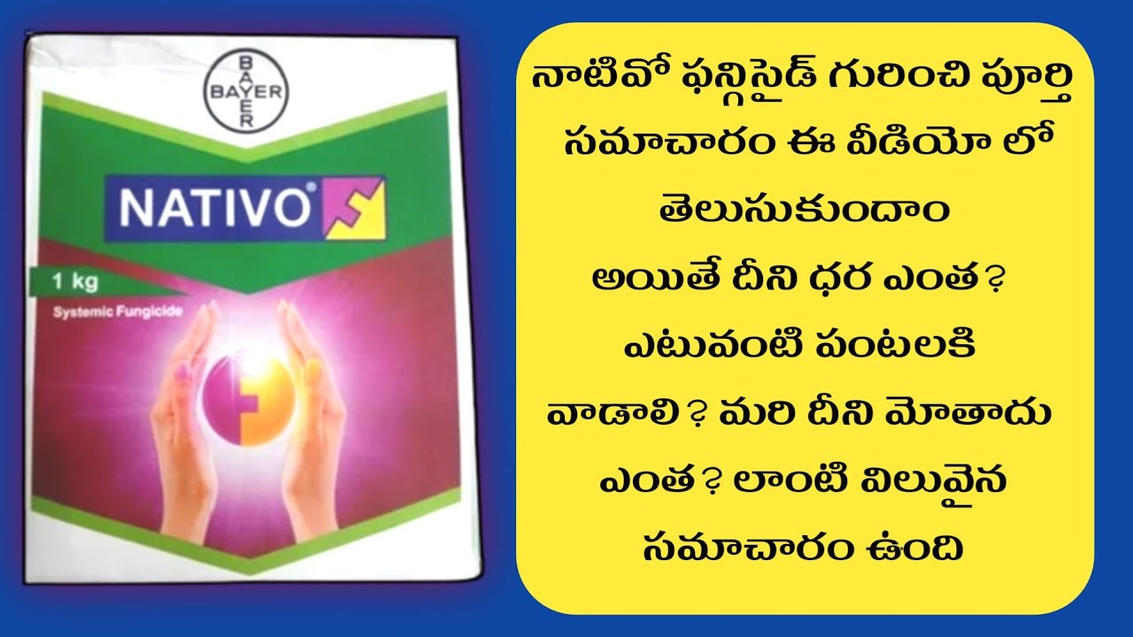 Bayer Nativo Fungicide Uses Telugu | Nativo Bayer Fungicide Price Telugu | Bayer Nativo Dose Telugu