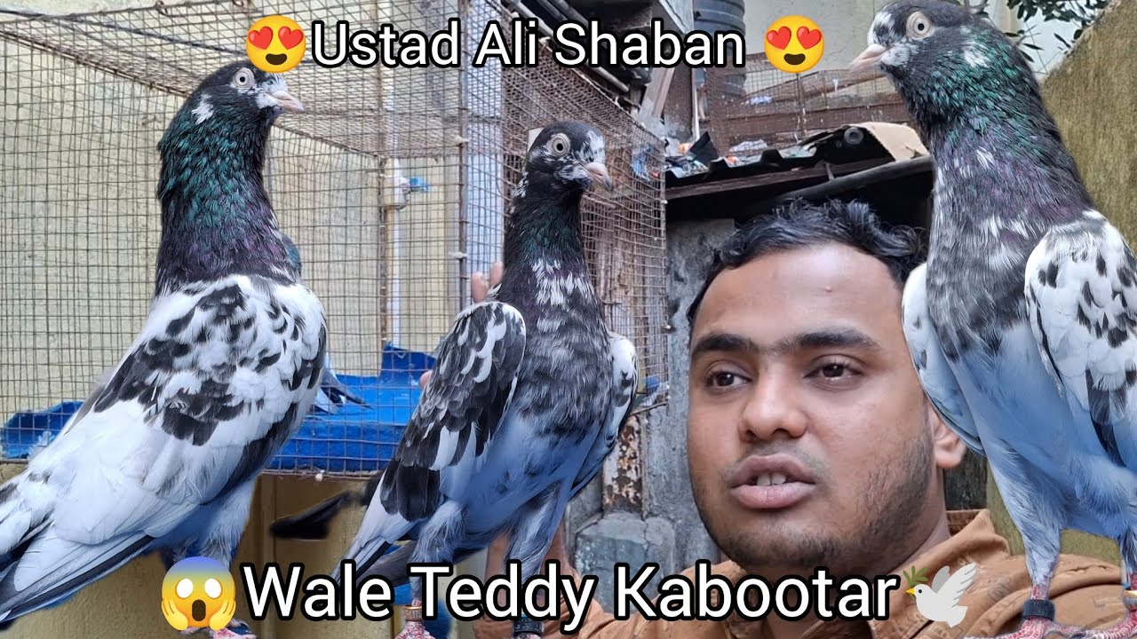 Ustad Ali Shaban Wale 🇴🇲 Omani Teddy Kabootar 🕊️,Alhamdulillah delivery successfull Mumbai  Meerut 