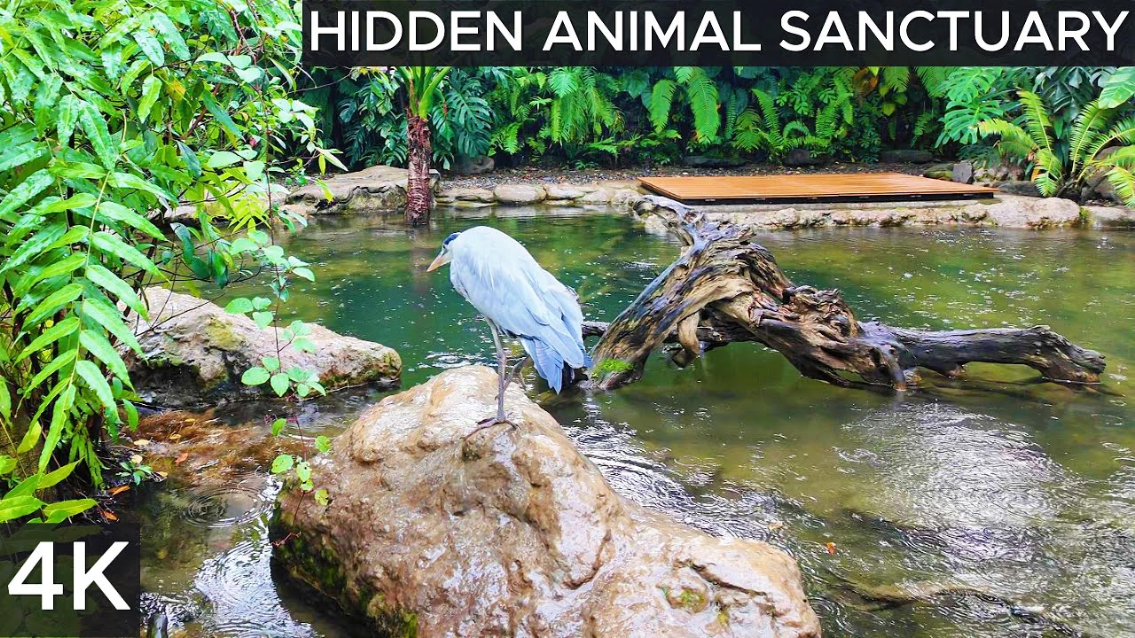 Animalium Jakarta 🦉 | Relaxing Nature & Animals with Calming Music for Sleep 😴 | ASMR Zoo Tour