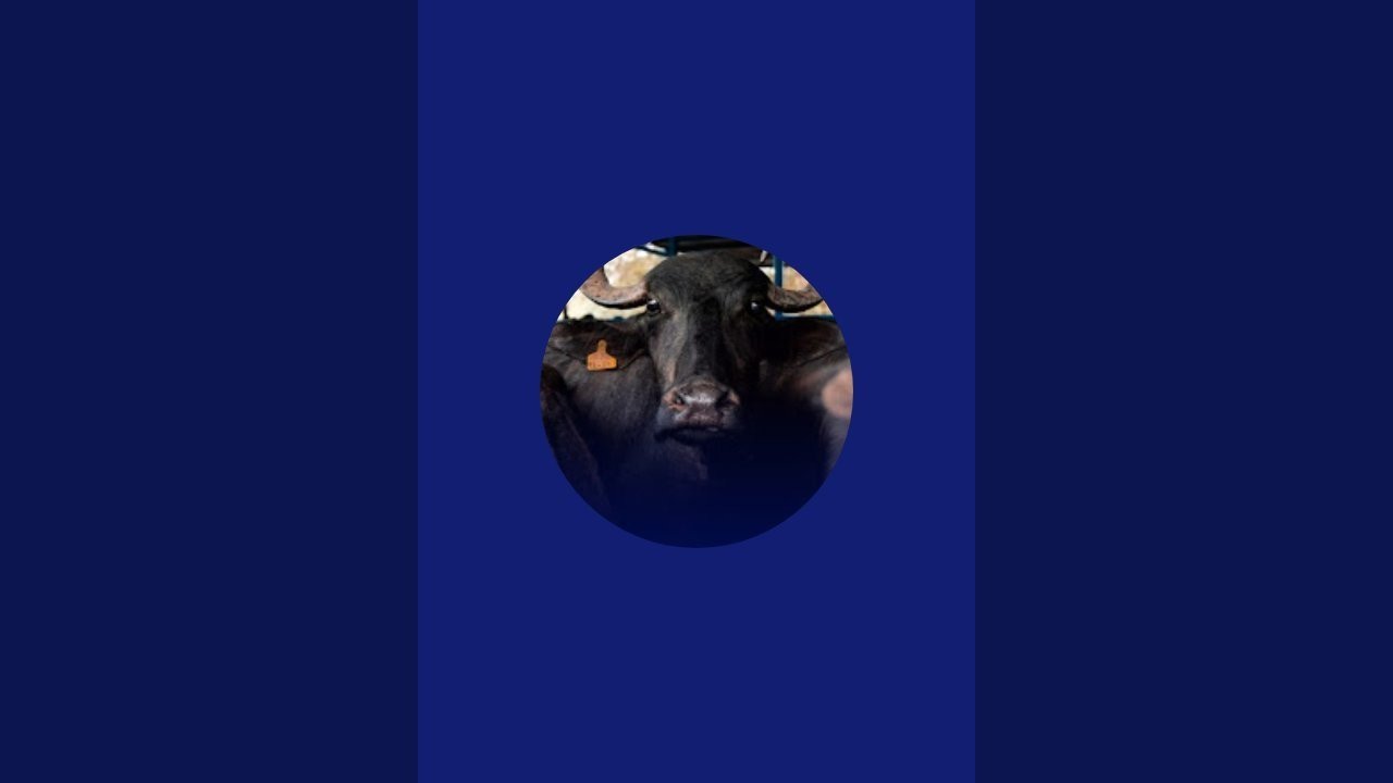 😱Mor Baffalo Bull farm#murra bull😱😱🔥🔥