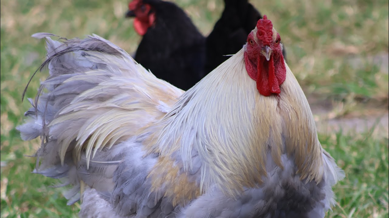 Hatching shipped chicken eggs- KEBONNIXS incubator Pt1