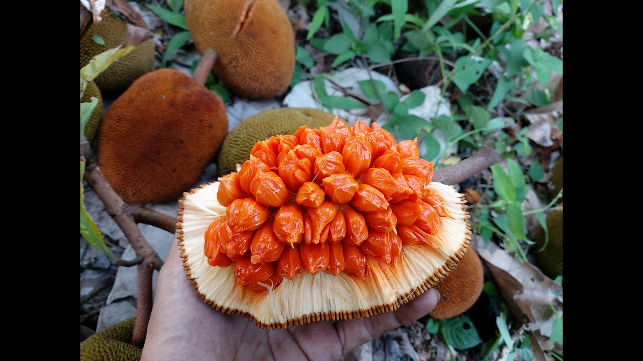 Artocarpus lanceifolius ssp. clementis