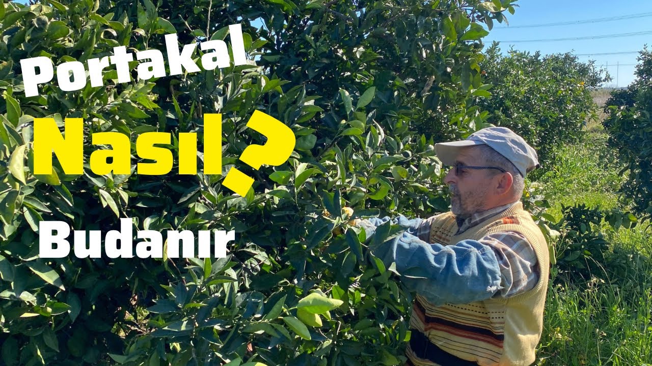 Portakal Ağacı Nasıl Budanır ? | Portakalda Budamanın Püf Noktaları