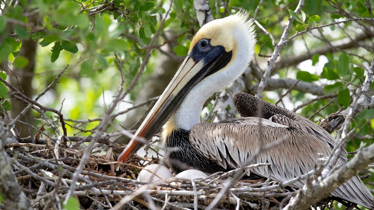 DEEP RELAXATION! Soothing Ocean Waves & Sea Birds, Beautiful Relaxing Nature Sounds | Brown Pelican