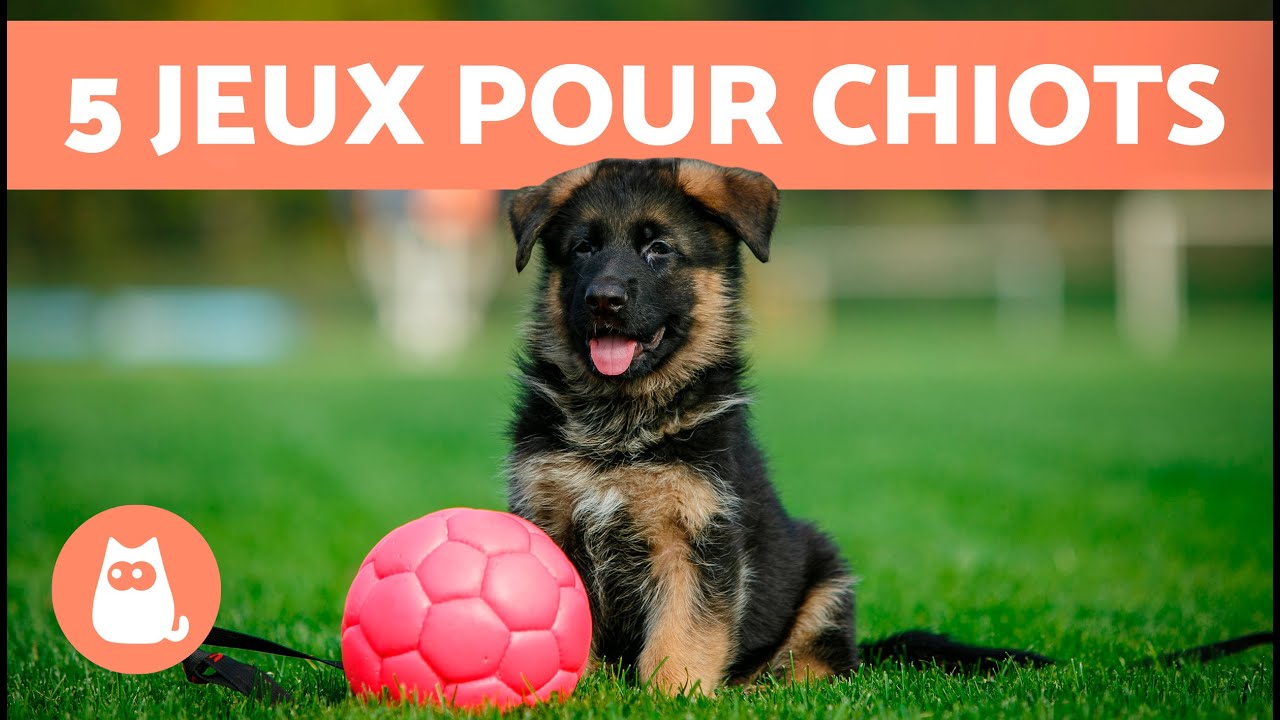 Comment JOUER avec un CHIOT 🐶 (5 Jeux pour Chiots)