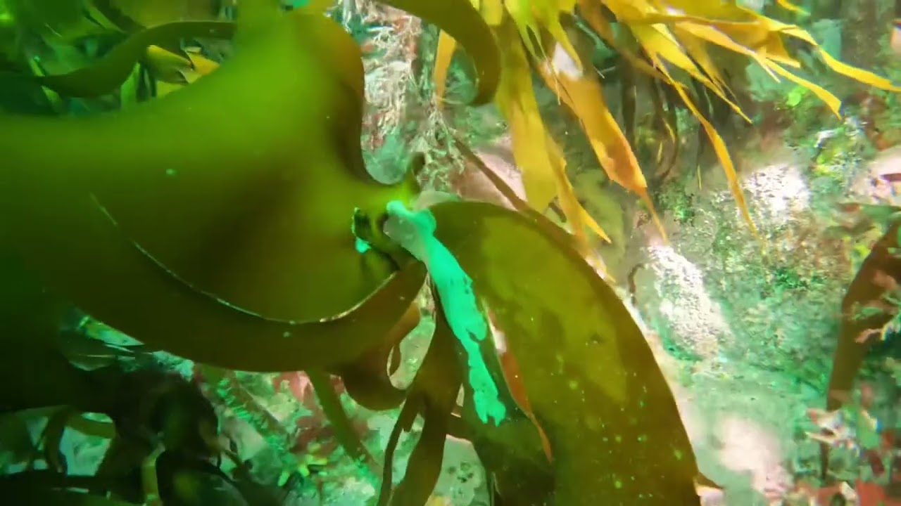 Wreck diving in south of Norway by Hille in Mandal.