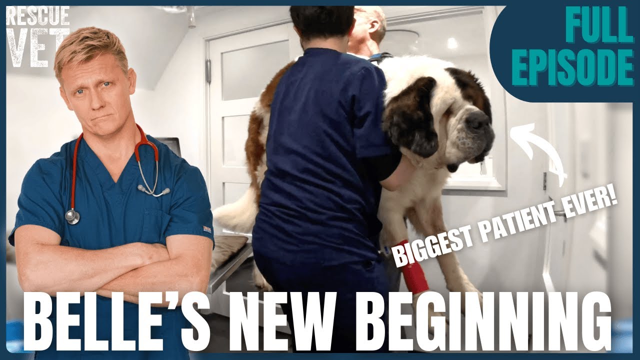 Giant Dog Gets a Facelift: Belle's Life-Changing Surgery | Rescue Vet with Dr Scott