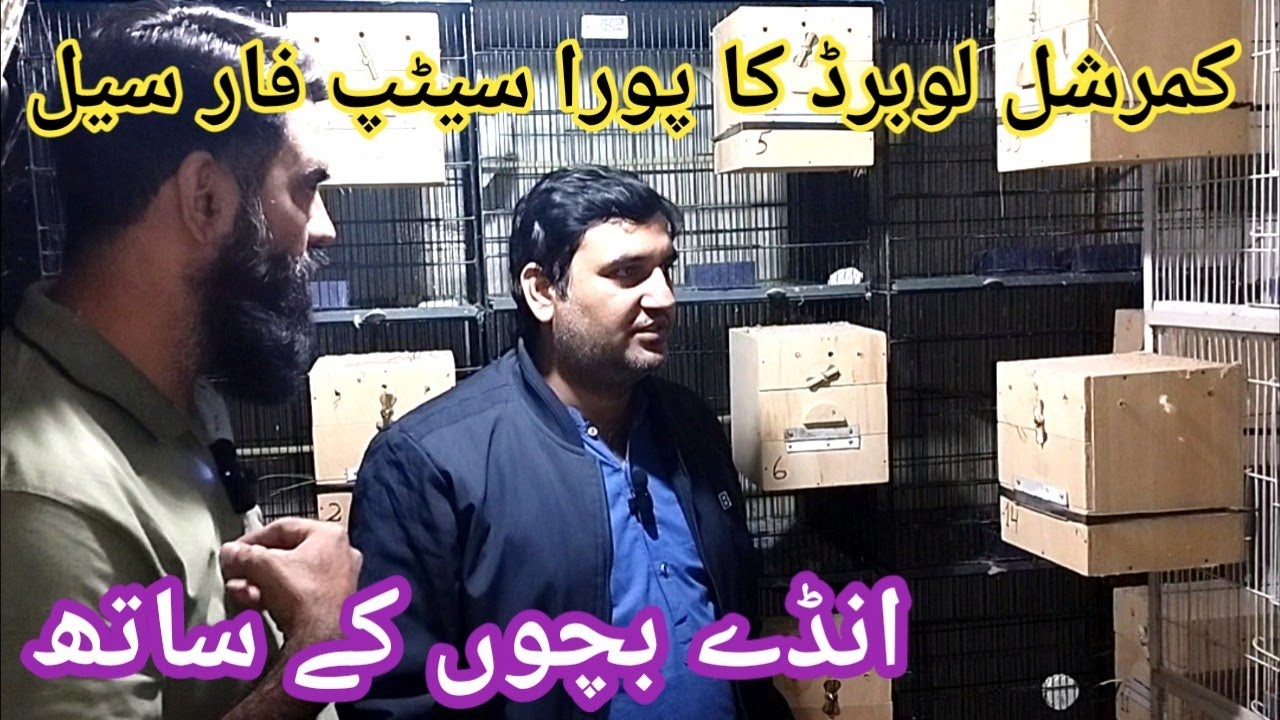 Albino Red Eye Decino Crimino Albino Split ka Pora Setup Cages Samet De Rahe hain