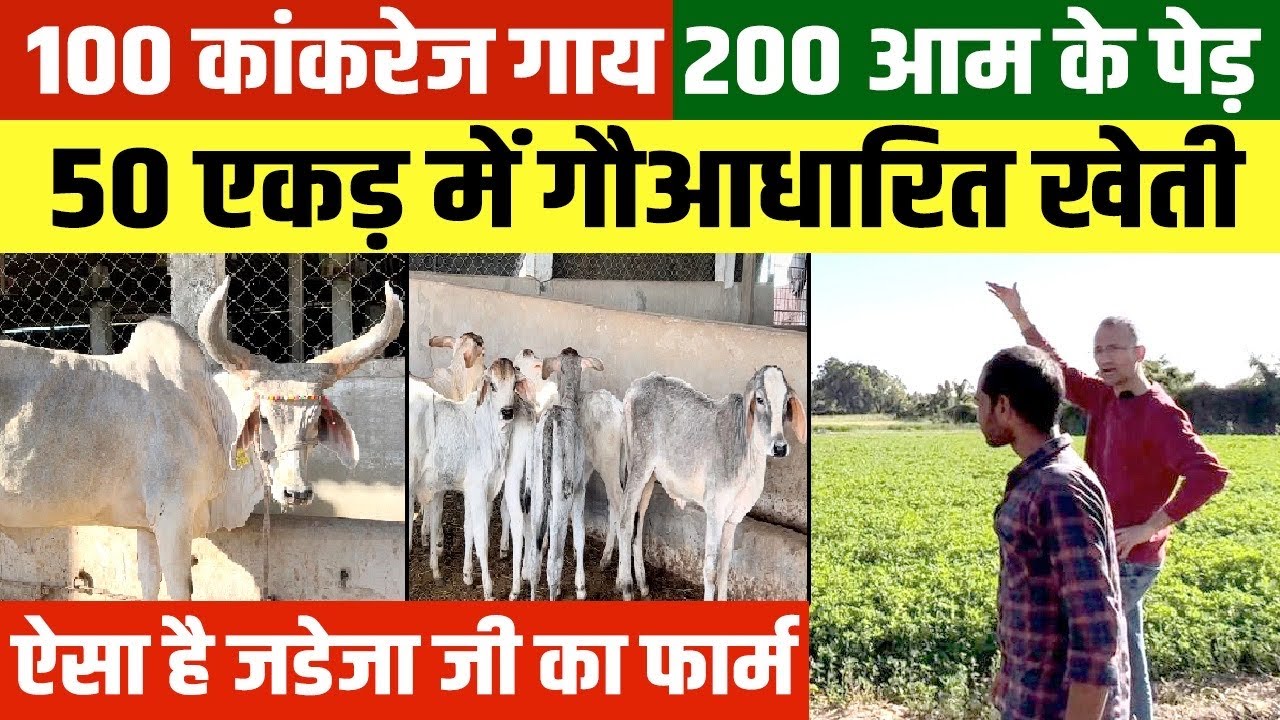👍100 कांकरेज गायों से बनाया 50 एकड़ का Organic Farm । Jadeja भाई ऐसे हुए सफल👌 Kutch के किंग