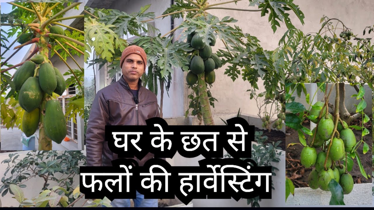 Terrace Fruit Gardening with Harvesting 