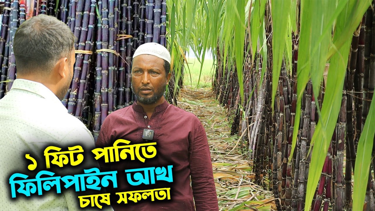১ ফিট পানির নিচে ফিলিপাইন আখ চাষ করে অবাক করে দিলেন জয়পুহাটের কৃষক | উদ্যোক্তার খোঁজে