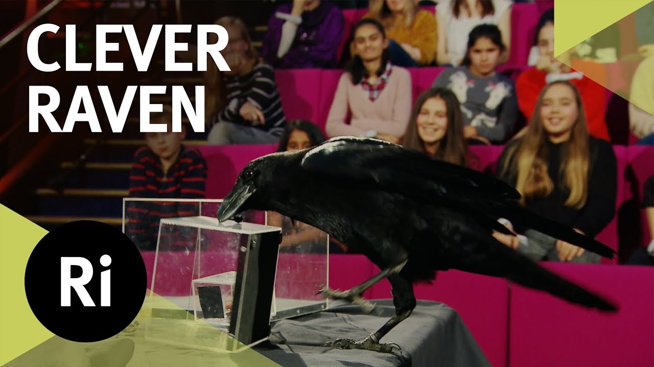 Brann the Clever Raven - 2017 CHRISTMAS LECTURES