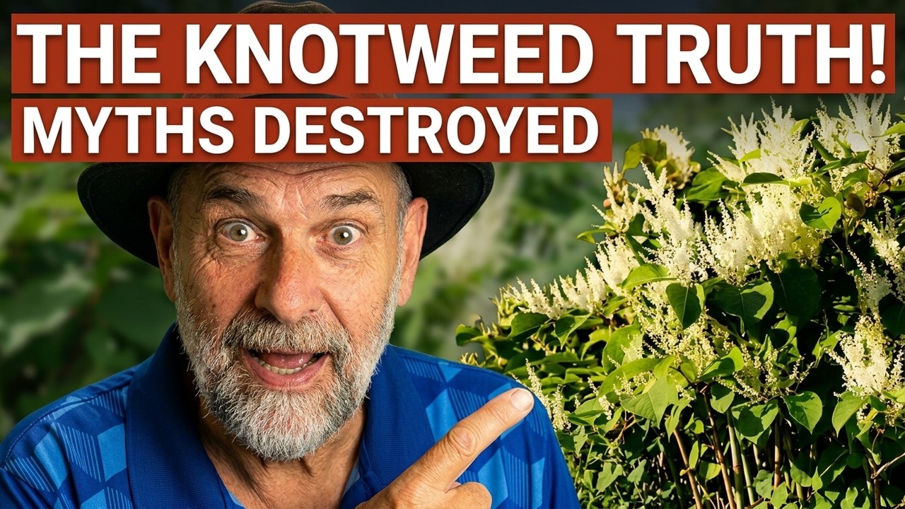 Your Japanese Knotweed Plan Is Probably Wrong